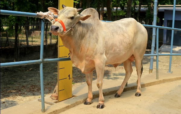 Male - Bull (ষাঁড়)